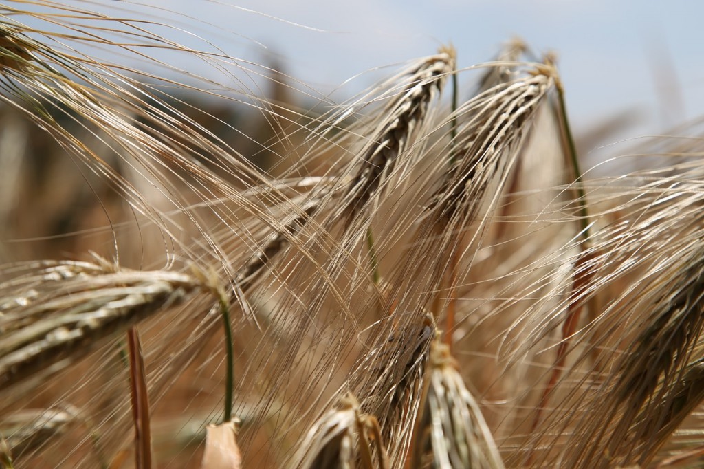 gluten-zboze
